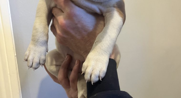 Boxerbull puppies