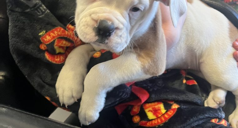 Boxerbull puppies