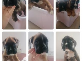 Boxer puppies