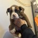 Boxerbull puppies