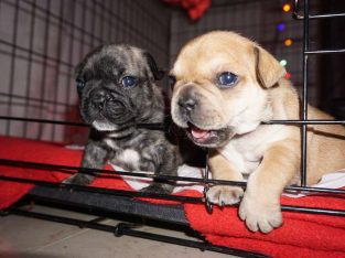 💌Stunningly unique French Bulldog puppies💌