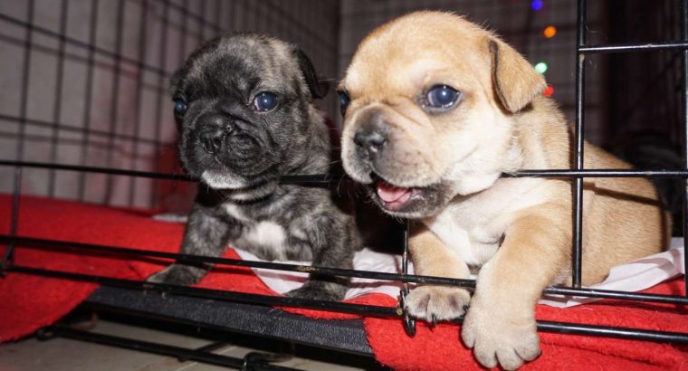 💌Stunningly unique French Bulldog puppies💌