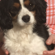 Cavalier King Charles