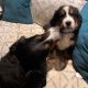 Bernese Mountain dogs