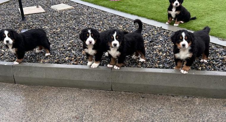 Bernese Mountain dogs