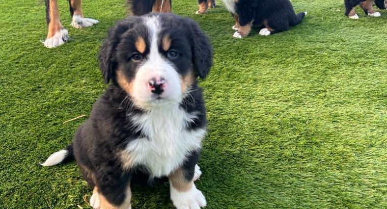 Bernese Mountain dogs