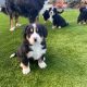 Bernese Mountain dogs