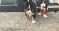 Bernese Mountain dogs