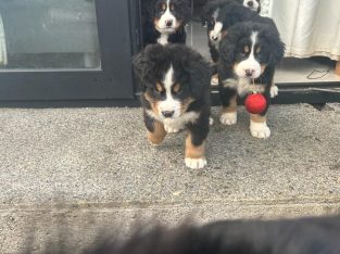 Bernese Mountain dogs