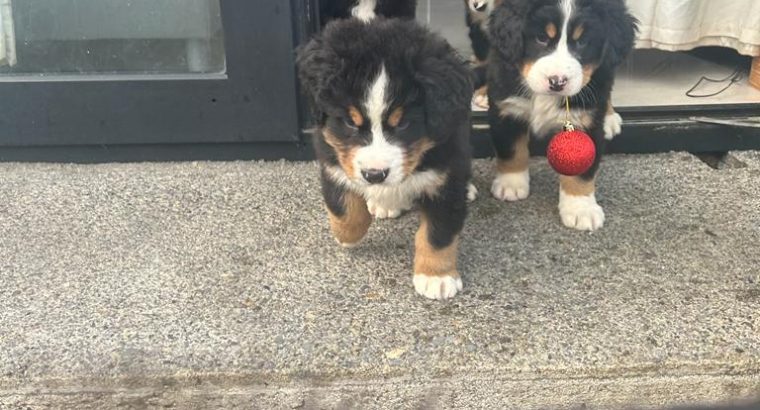 Bernese Mountain dogs