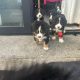 Bernese Mountain dogs