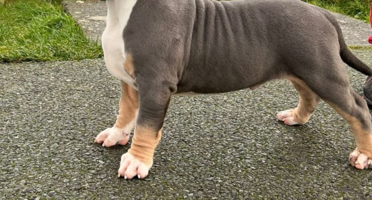 Xl bully pups