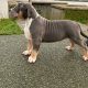 Xl bully pups