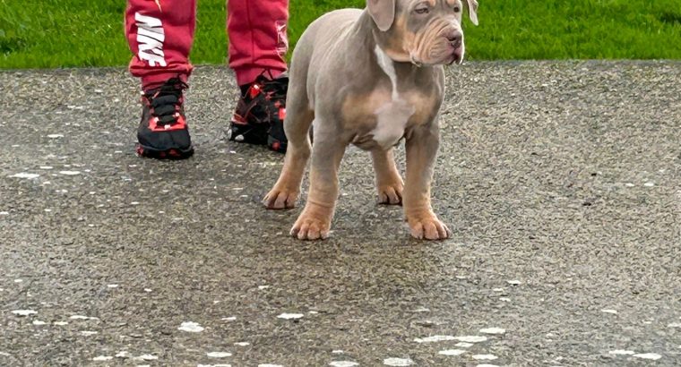 Xl bully pups