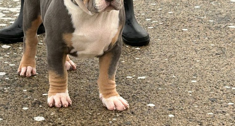 Xl bully pups