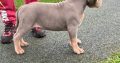 Xl bully pups