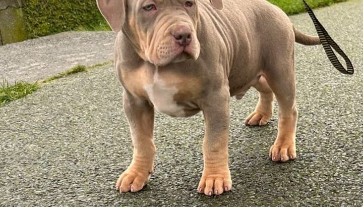 Xl bully pups