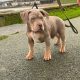 Xl bully pups