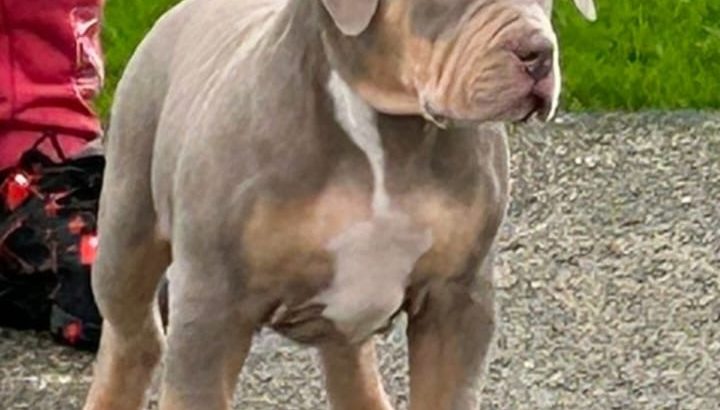 Xl bully pups