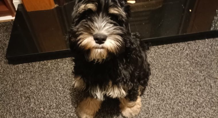 Cavapoo puppy