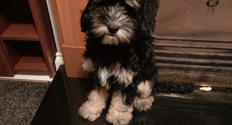 Cavapoo puppy