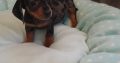 Ikc miniature dachshund puppies