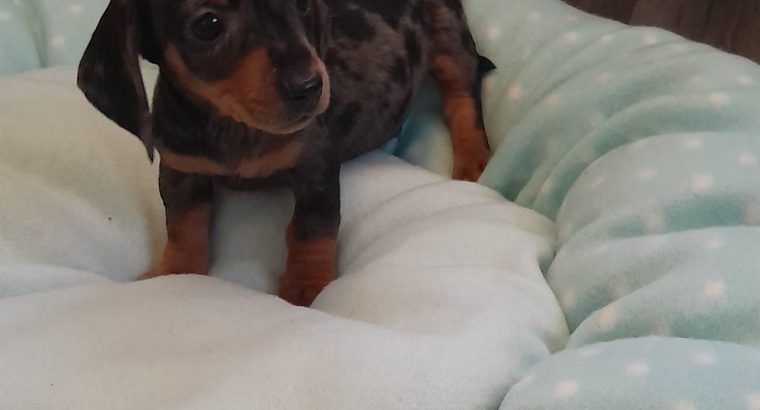 Ikc miniature dachshund puppies