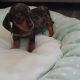 Ikc miniature dachshund puppies