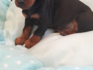 Ikc miniature dachshund puppies