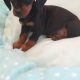 Ikc miniature dachshund puppies