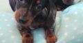 Ikc miniature dachshund puppies