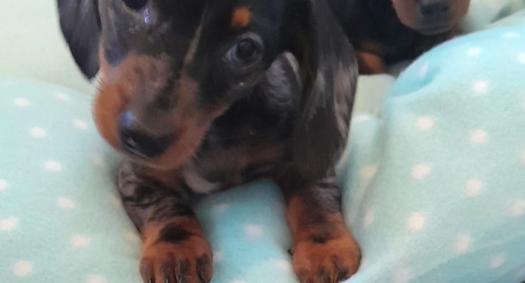 Ikc miniature dachshund puppies