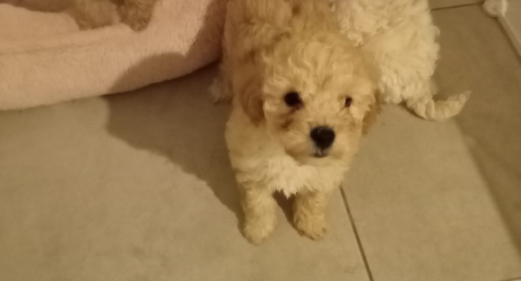 Toy poodle puppies 1 female 2 males