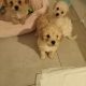 Toy poodle puppies 1 female 2 males