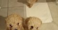 Toy poodle