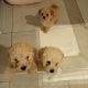 Toy poodle puppies 1 female 2 males