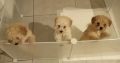 Toy poodle puppies 1 female 2 males