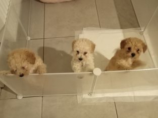 Toy poodle puppies 1 female 2 males