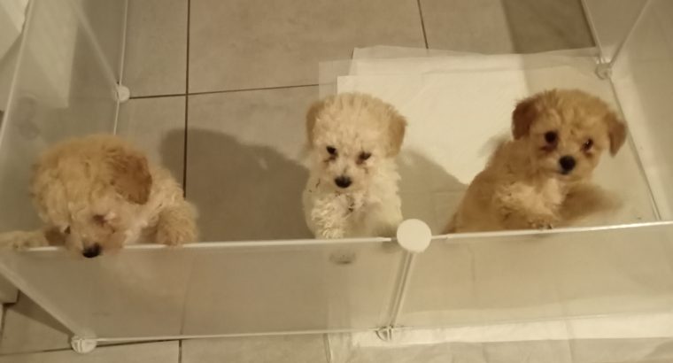 Toy poodle puppies 1 female 2 males