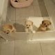 Toy poodle puppies 1 female 2 males