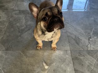 French Bulldog