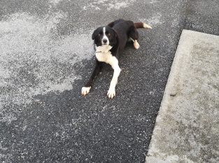 Collie dog black and white