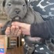 Staffies for sale