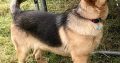 German shepherd Female for sale(300Euro)