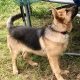 German shepherd Female for sale(300Euro)