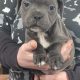 Staffies for sale