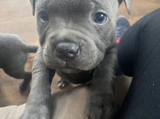 Staffies for sale