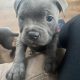 Staffies for sale