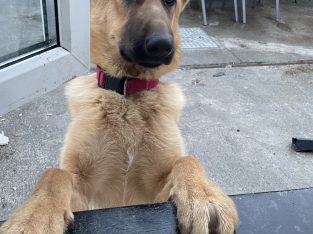 German shepherd Female for sale(300Euro)