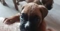 Boxer puppies